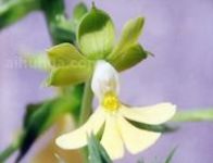 银带虾脊兰的栽培技术