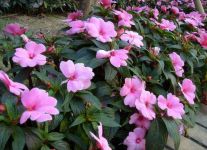 非洲凤仙花 非洲凤仙和凤仙花有何区别