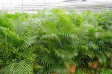 凤尾竹的文化背景