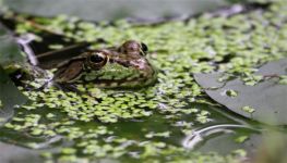 一只牛蛙多少克