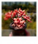 多肉布丁和铭月有区别吗