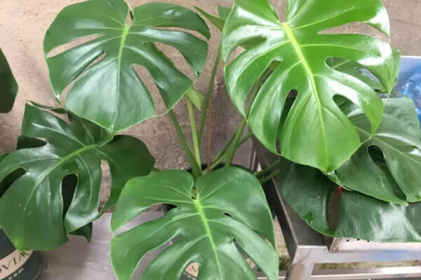 这花超耐阴，摆客厅吸废气，家里变成绿森林！ 第2张