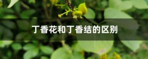 丁香花和丁香结的区别