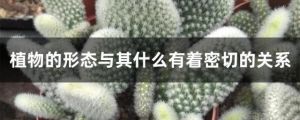 植物的形态与其什么有着密切的关系