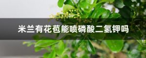 米兰有花苞能喷磷酸二氢钾吗