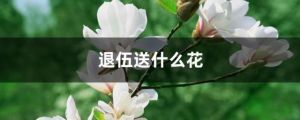 退伍送什么花