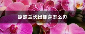 蝴蝶兰长出侧芽怎么办