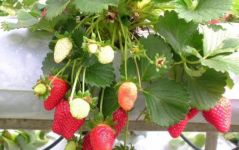 家庭阳台草莓种植方法，草莓移植方法介绍