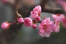 梅花的养殖方法和注意事项，耐贫瘠浇水见干见湿