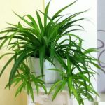 吊兰的养殖方法和注意事项有哪些？吊兰的养殖方法和注意事项大全