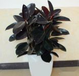 橡皮树在家庭中应该怎么养