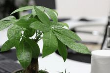 发财树怎么繁殖？发财树的繁殖方法和注意事项。