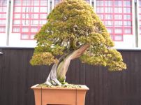 盆景造型怎么把树枝做的很粗