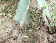 土壤消毒做得好，来年收益跑不了！你会用生石灰进行消毒吗？