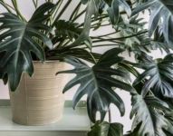 耐阴植物有哪些？向日葵、橡胶树、青苹果、吊兰等