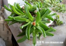 【佛手掌怎么养】多肉佛手掌的养殖方法