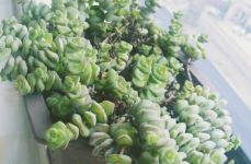 多肉钱串子扦插的方法