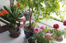 阳台养花好么，阳台养花风水禁忌