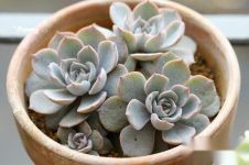 立夏了多肉还可以扦插吗?怎么扦插成活率高