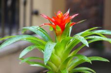 鸿运当头花怎么养?喜欢微酸性的土壤