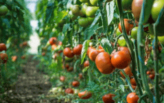 温室番茄种植生产中常见的5种生理性病害及其防治措施介绍