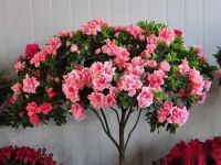 北方干燥地区如何养护杜鹃花