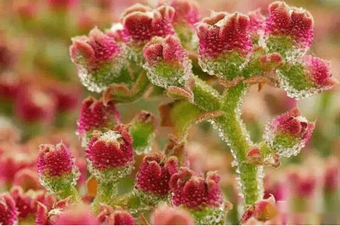 非洲冰草图片大全！非洲冰草高清图片！ 第5张