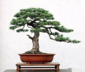 野外的山松做成盆景后该如何养护