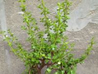 金枝玉叶怎么修剪，3个月后，剪下的枝条扦插