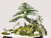 怎样养护对节白蜡盆景