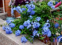 盆栽蓝雪花枝条柔软怎么做成棒棒糖造型