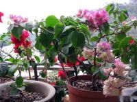 三角梅春天什么时候开始浇水