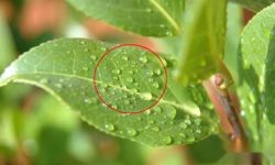 茶花什么时候适合换盆