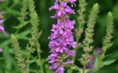 千屈菜种植方法及种植密度介绍！怎样种出又多又好的千屈菜呢？