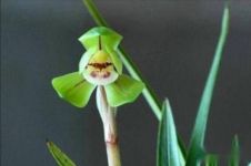 北方养兰花植料哪种好