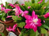 蟹爪兰能用二胺做肥料吗?怎么养好蟹爪兰