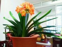 如何养好君子兰,是用纯松针还是松针土