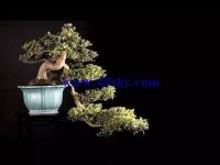 下山桩不易存活的最大原因及如何提高成活率