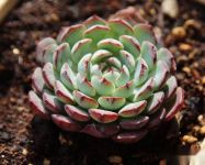 多肉植物长胖的小技巧