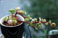 雅乐之舞用什么土好?雅乐之舞的养护方法