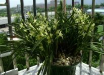 建兰花期：开花期6-10月份，观赏期长达5个月