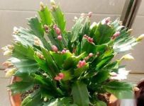 刚买到家的带苞蟹爪兰如何养护好