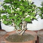 茉莉花的养殖方法和注意事项