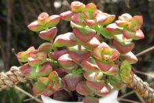 多肉钱串子中间枯萎怎么回事？钱串子中间叶子干枯怎么办？