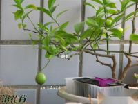 柠檬籽能种出柠檬树吗