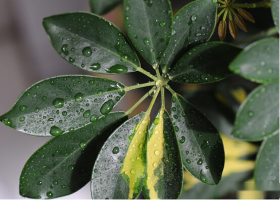 鹅掌木有什么风水寓意?有关鹅掌木的这四大风水寓意你都知道吗？