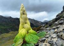 塔黄是什么植物类别