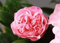 怎么给茶花施肥秋季花苞爆满枝