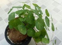 山乌龟耐寒多少度 最低温度多少度能过冬天