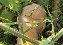 南瓜种植时间与生长周期